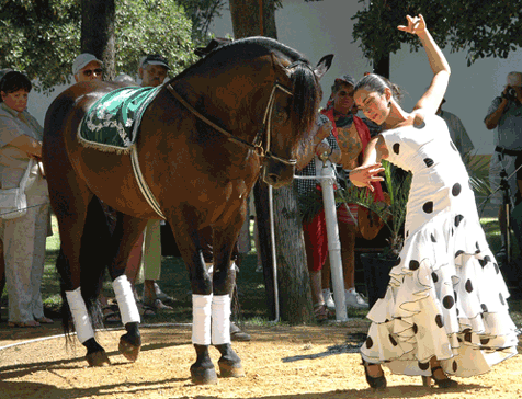 SPettacolo equestre andaluso